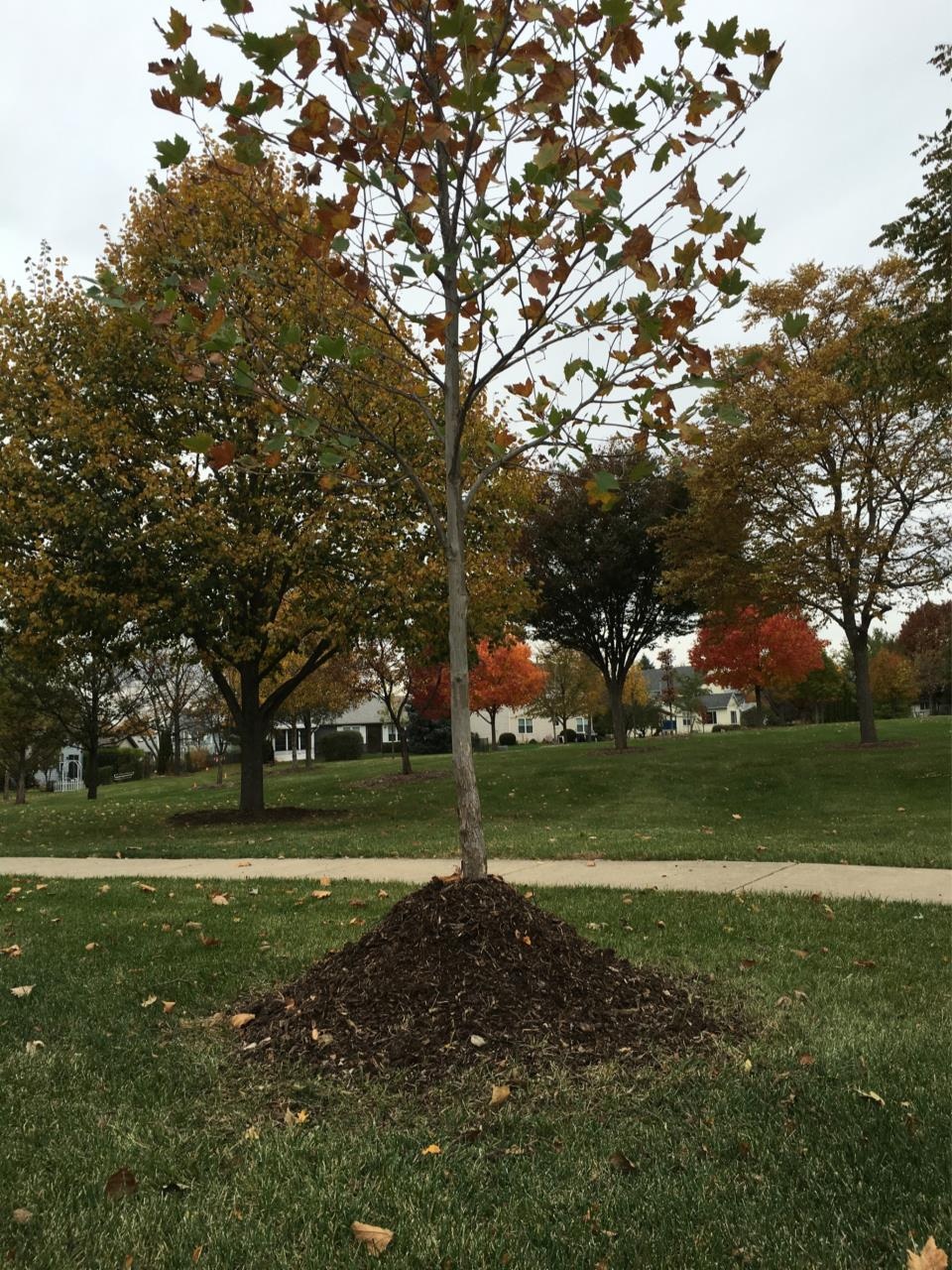 Improper Volcano Mulching